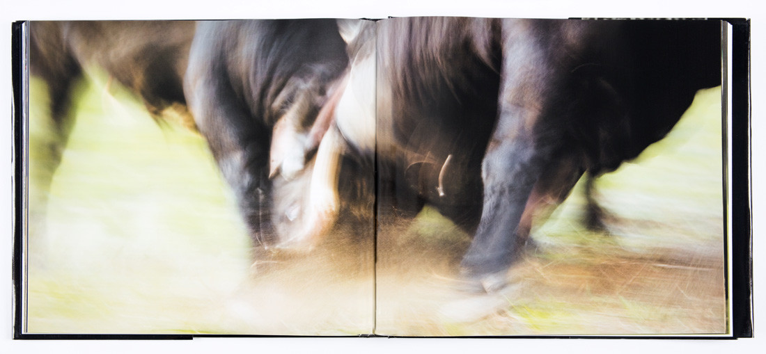 Combat Final, Musumeci 2007, photographs by Stefano Torrione, text by Daniela Palazzoli