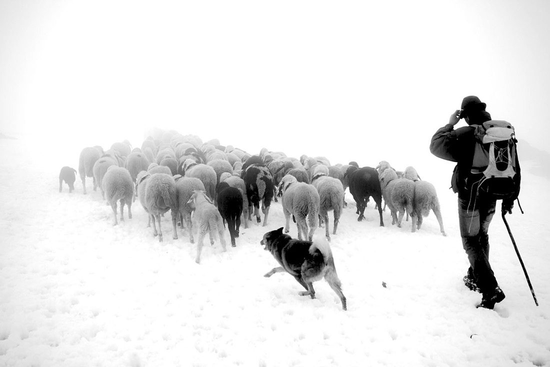 Val Senales, Sheep, transhumance, glacier, Stefano Torrione